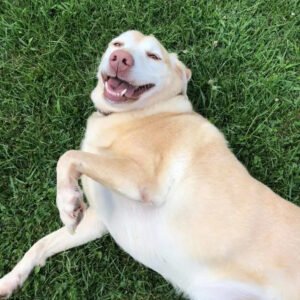 B&S Boarding and Grooming Kennels, LLC